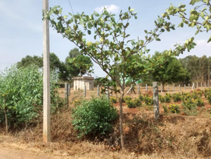 Tree Plantation