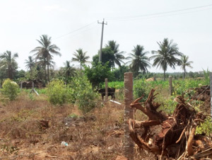 Tree Plantation