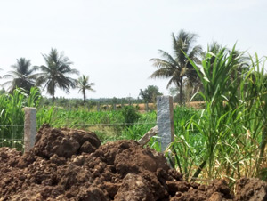 Tree Plantation