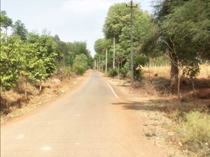 Tree Plantation